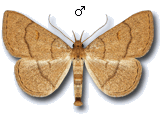 Paracolax tristalis