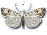 Catoptria falsella
