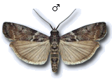 Laodamia faecella