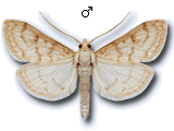 Paracorsia repandalis
