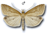 Udea lutealis