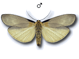 Lithosia quadra