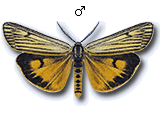Spiris striata