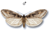 Semioscopis oculella