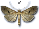Mecyna asinalis