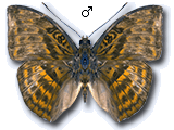 MU
