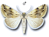 Eublemma (Eublemma) ostrina