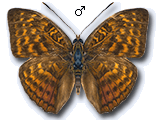 MU