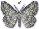 Scrupeodes serotinaria