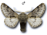 Apocheima hispidaria