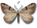 Macaria wauaria