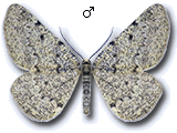 Sciadia caelibaria
