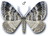 Mesotype didymata
