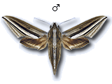Theretra oldenlandiae