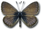 Leptotes (Cyclyrius) webbianus