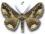 Menophra japygiaria