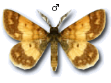 Cleta ramosaria