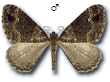 Catarhoe basochesiata