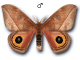 MU