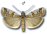 Acrobasis centunculella