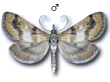 Metasia (Metasia) suppandalis