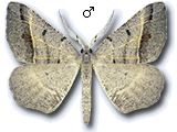 Macaria artesiaria