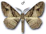 Alcis deversata