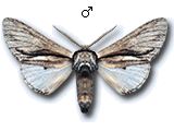 Paradrymonia vittata