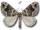 Lampropteryx otregiata