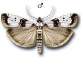 Asalebria geminella