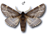 Odontosia sieversii