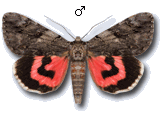Erebinae
