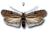 Agonopterix purpurea