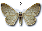 Idaea distinctaria