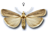 Gymnancyla hornigii