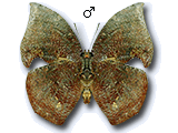 MD