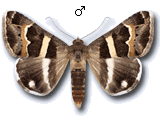 Grammodes stolida