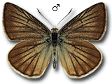 Polyommatus (Agrodiaetus) antidolus