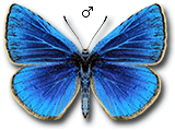 Polyommatus (Agrodiaetus) dama