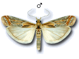 Ancylosis cinnamomella