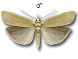 Crambus perlella