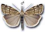 Chrysocramboides craterella