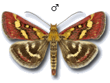 Pyrausta ostrinalis