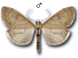 Udea accolalis