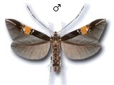 Cosmopterix scribaiella