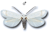 Opostega salaciella