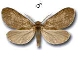 Psyche crassiorella