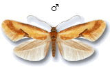 Batia lunaris