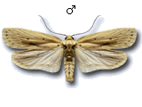 Agonopterix kaekeritziana