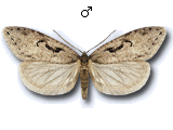 Semioscopis steinkellneriana